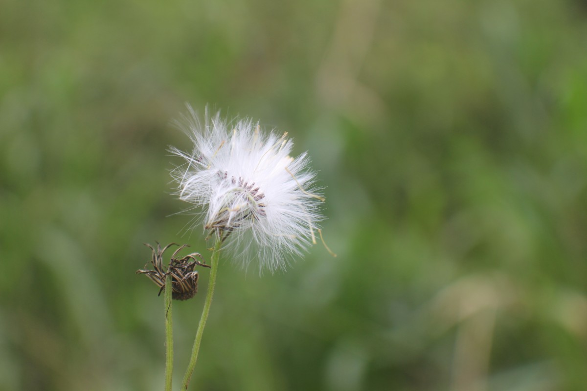 Crassocephalum crepidioides (Benth.) S.Moore